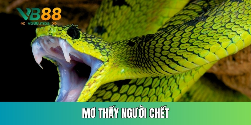 Mơ thấy rắn